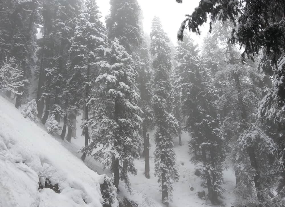 Фрирайд в лесу из Гульмарга в Бабареши