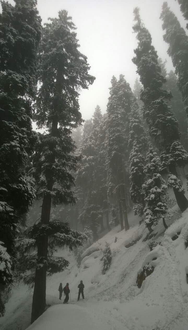 Фрирайд по лесу. Гульмарг