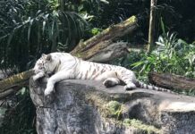 Зоопарк Сингапура Зоопарк Сингапура