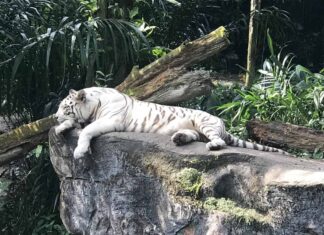 Зоопарк Сингапура Зоопарк Сингапура