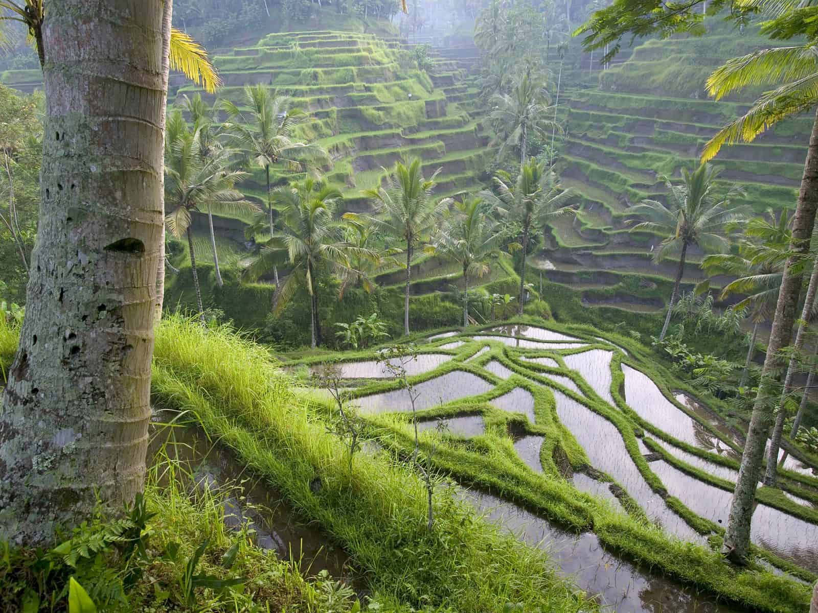 Рисовые террасы в Убуде. Самые известные достопримечательности Бали
