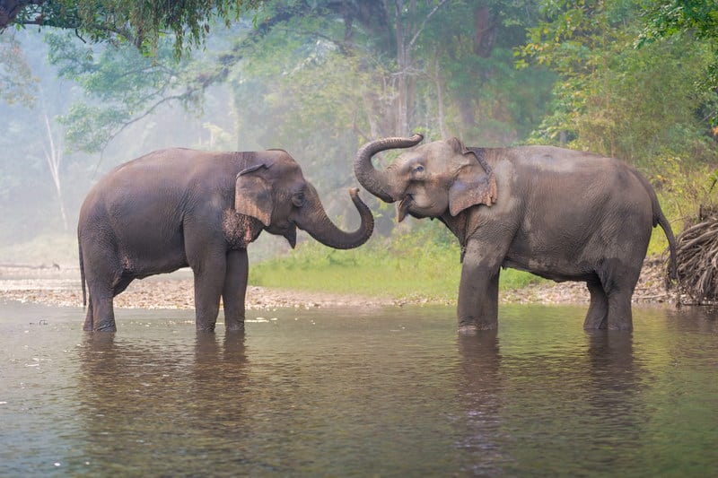 Elephant Nature Park. Центр реабилитации слонов в Чианг Маи