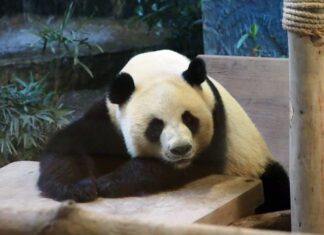 Зоопарк Чиангмая Зоопарк Чиангмаи