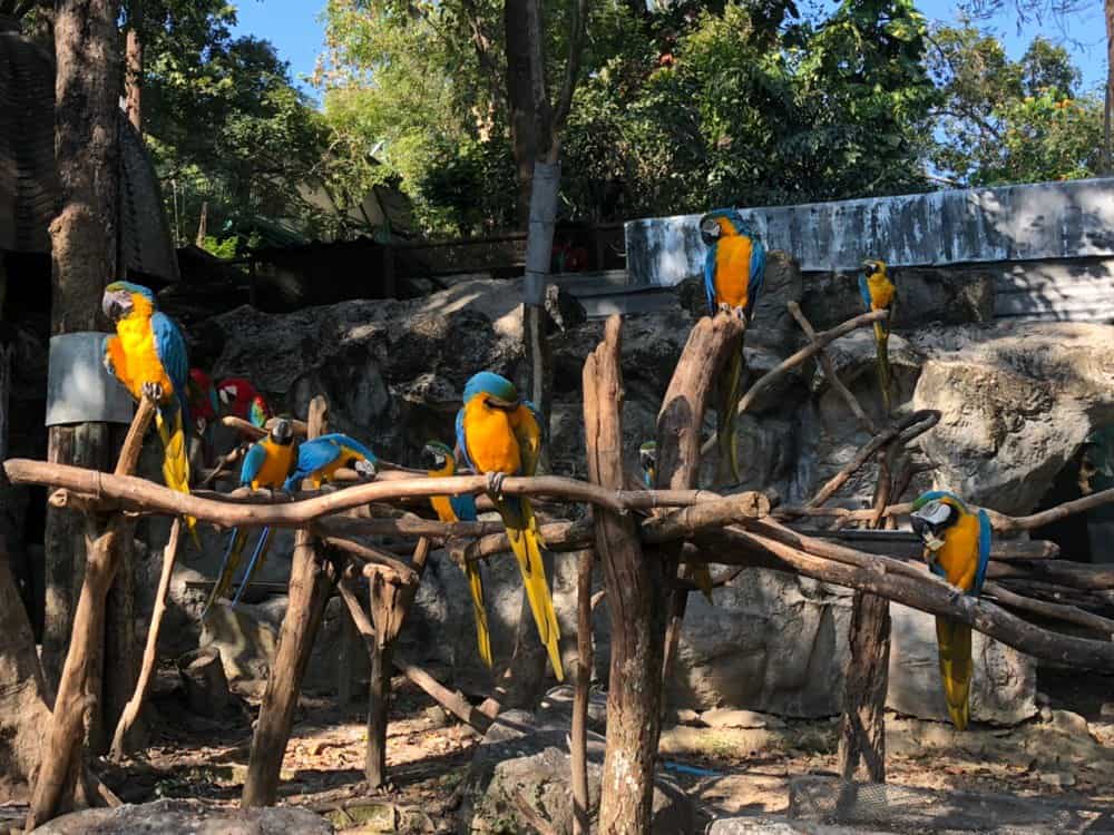 Попугаи в Чиангмайском зоопарке