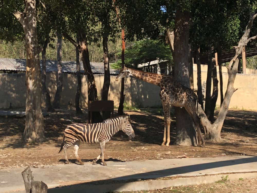Зоопарк Чиангмая. Жираф и зебра