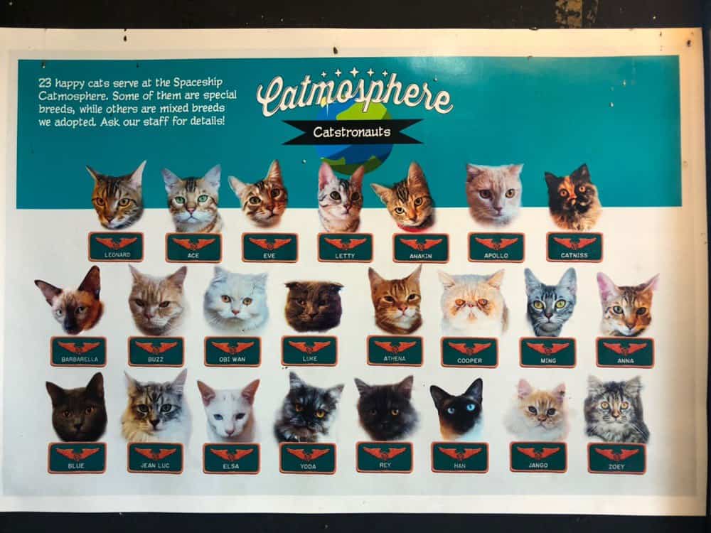 Все обитатели кошачьего кафе в Chiang Mai