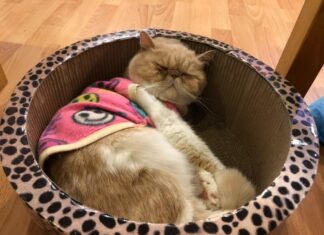 Котокафе в Чиангмай Котокафе в Чиангмаи