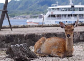 Остров Миядзима (Ицукусима) Остров Миядзима в Японии
