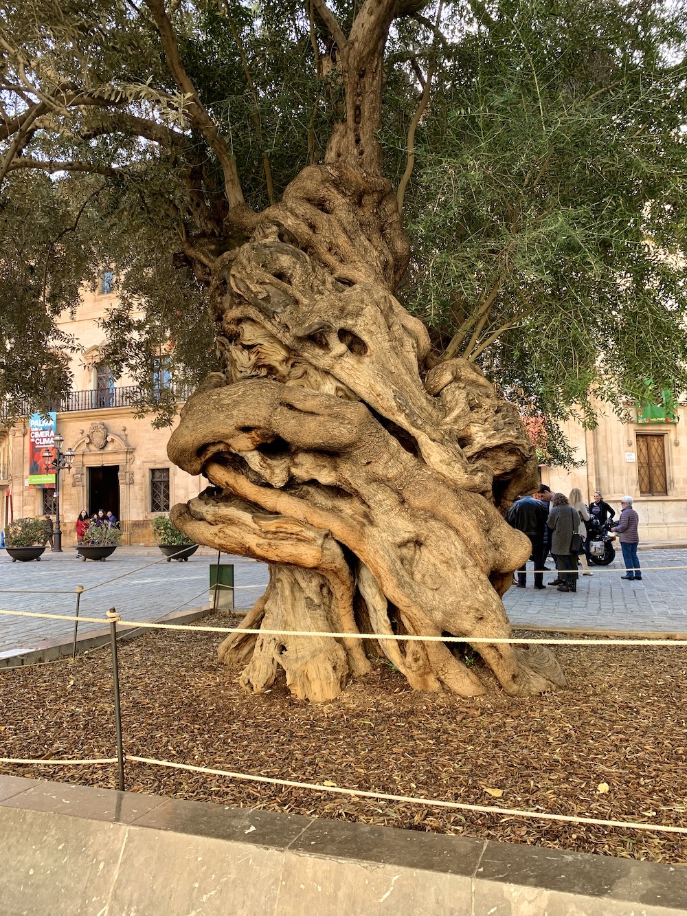 Древнее оливковое дерево на площади Placa de Cort